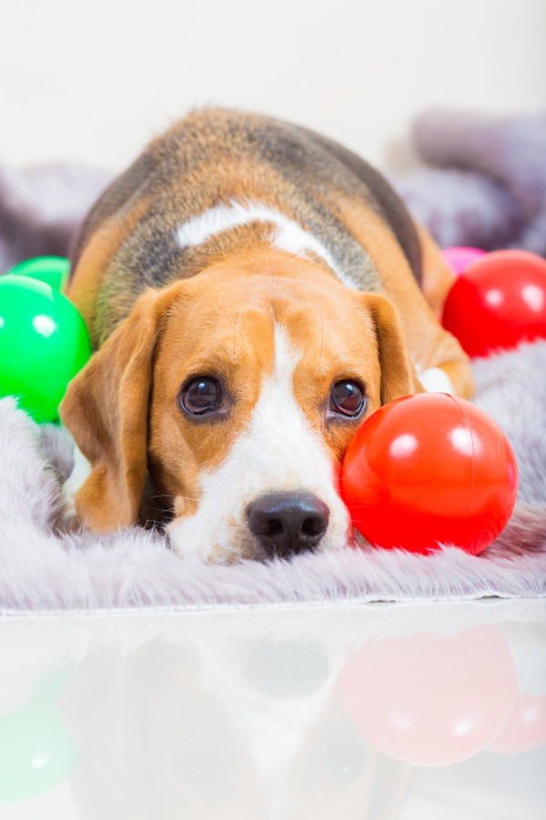 A Beagle dog. Photography Courtesy Shutterstock