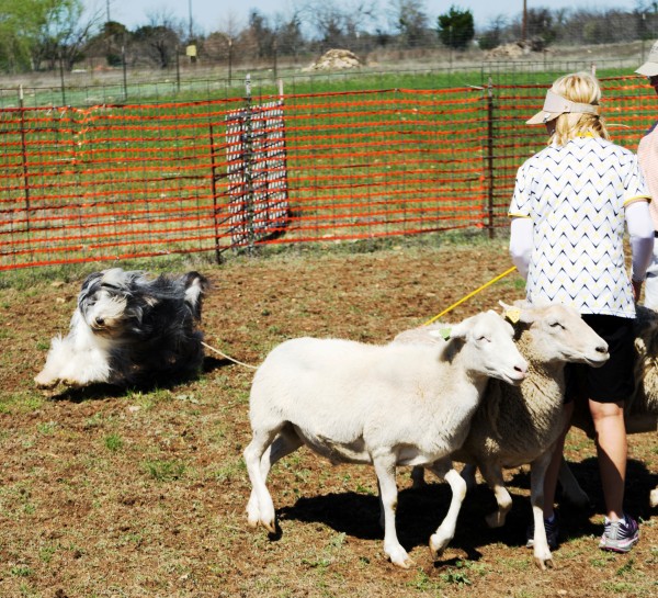 Activities For Herding Dogs To Keep Them Entertained Dogster