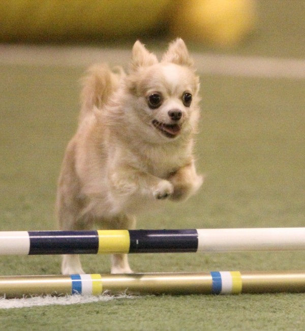 A Chihuahua. Photography courtesy Barbara Jeleski and Evershots.