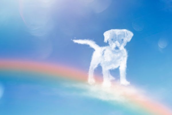 cloud in a form of a dog standing on a rainbow