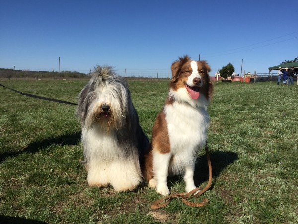 Bearded Collie, Brodie, and Cooper make friends while they wait. Photo courtesy Lynn Hayner