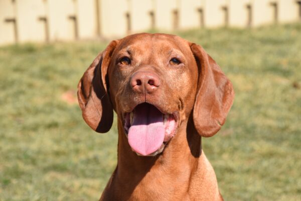 Brigg, a 5-year-old Vizsla, welcomes all needy dogs with open paws.