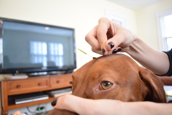 Dr-Rachel-Barrack-acupuncture-Finley