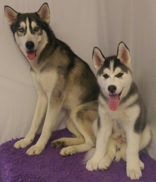 Exile Dogs 1