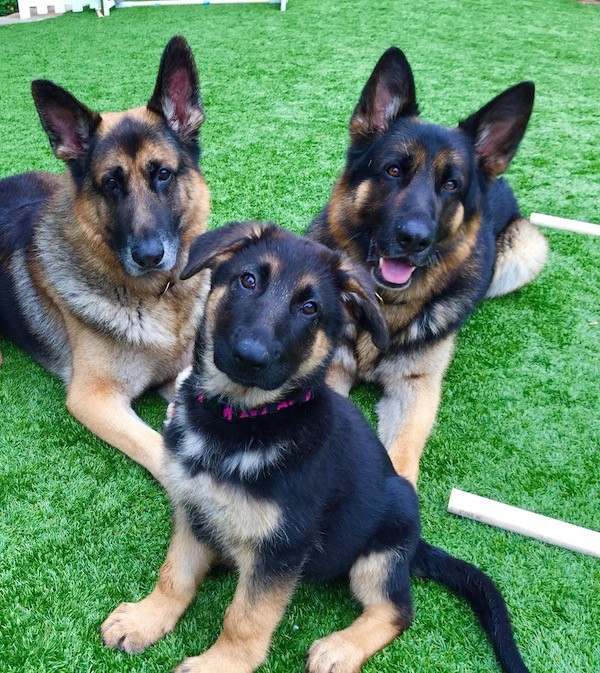 A German Shepherd Dogs. Photography by Deborah Stern.