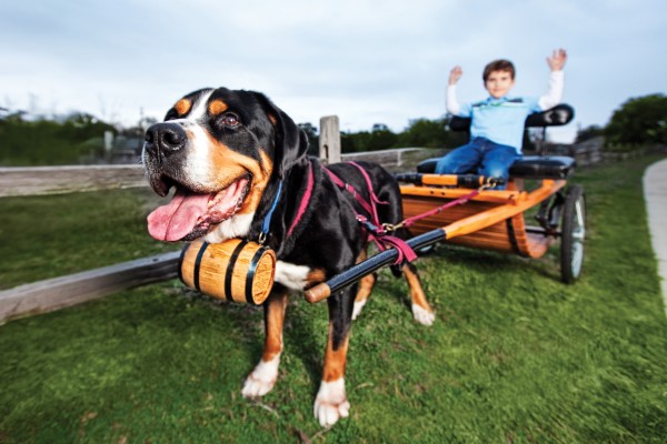 Greater Swiss Mountain Dog, Mouse, courtesy Jennie Chen