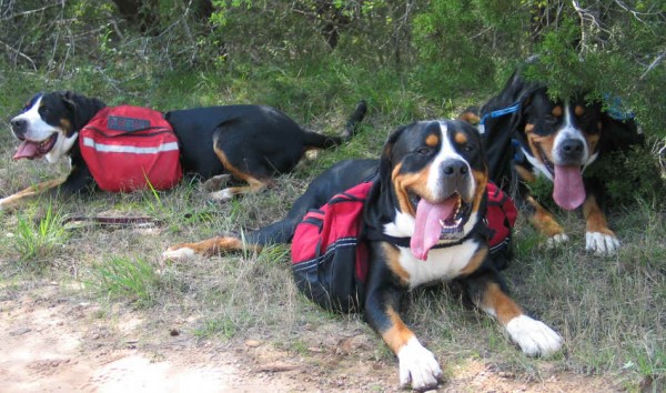 Greater Swiss Mountain Dogs packing. Courtesy Jennie Chen