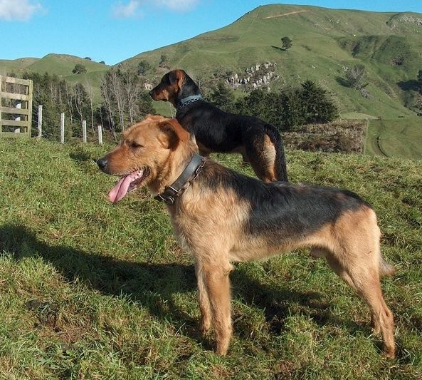A New Zealand Huntway dog. Photography courtesy Jeremy Morrison