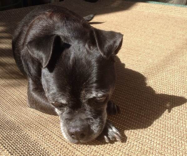 Chuck soaking in the sun