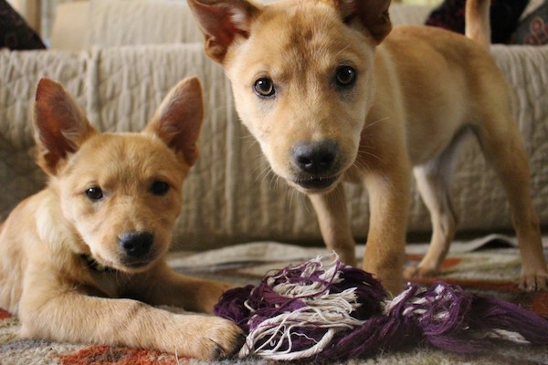 Our most recent fosters, Sydney and Sassy. (Photo by Lisa Seger)