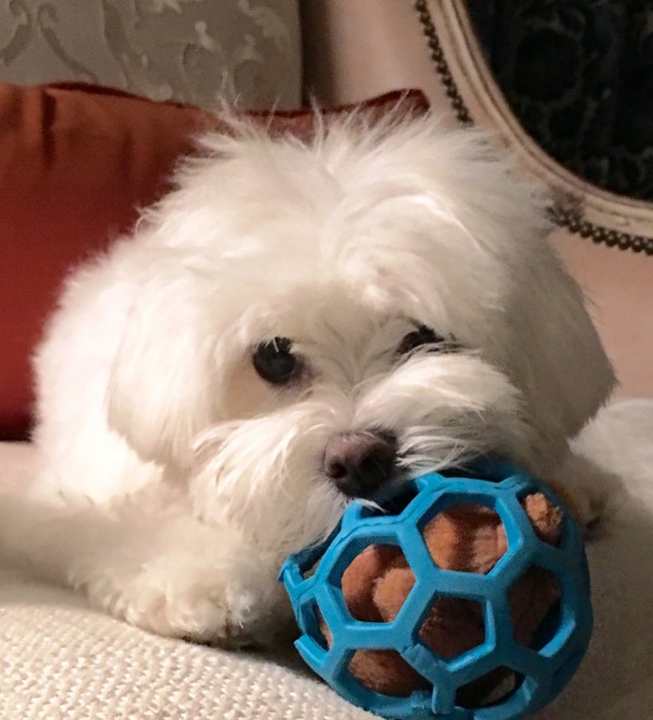 Maltese 6 courtesy Jill Harrison