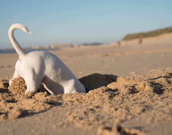 OzzyBeachHole