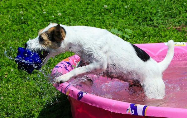 A Parson Russell Terrier. Photography courtesy Mary Strom-Bernard.