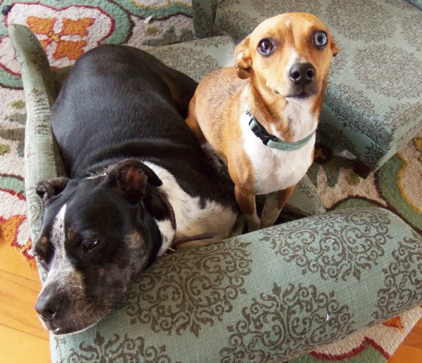 eo (left) and Baby (right) are both sad when they are asked to sit far away from where the dog/human snuggling happens. (Kara Martinez Bachman photo)