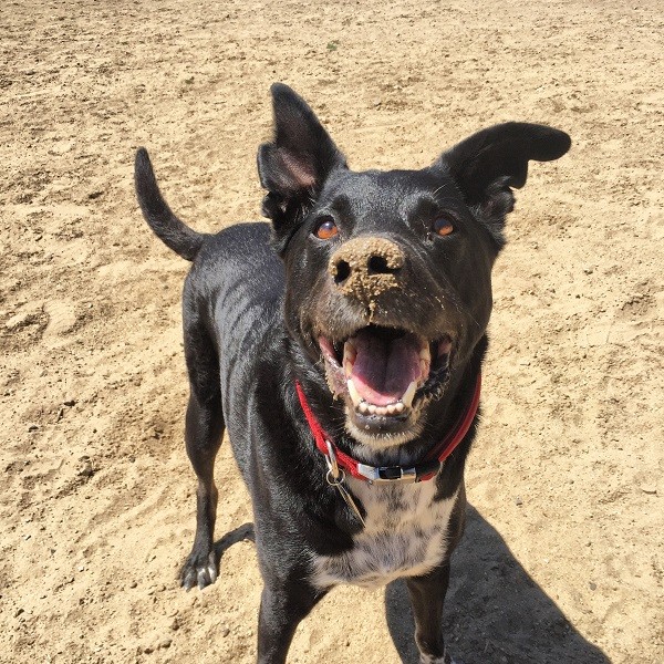 Dirty and waiting for me to throw the ball. Riggins favorite things in the whole world. (Photo by Wendy Newell)