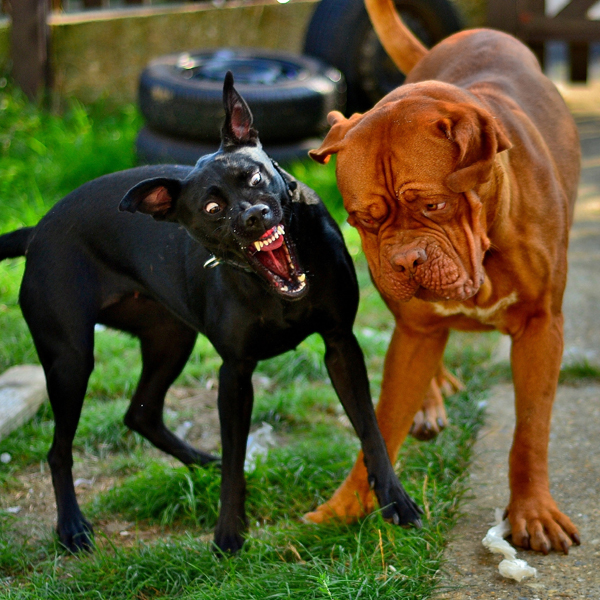 Why Is My Dog Foaming at the Mouth? 4 Common Reasons Dogster