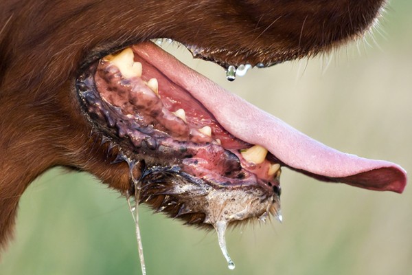 dog foaming at mouth