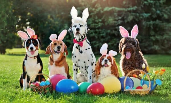 group of dogs with bunny ears headbands at the Easter party