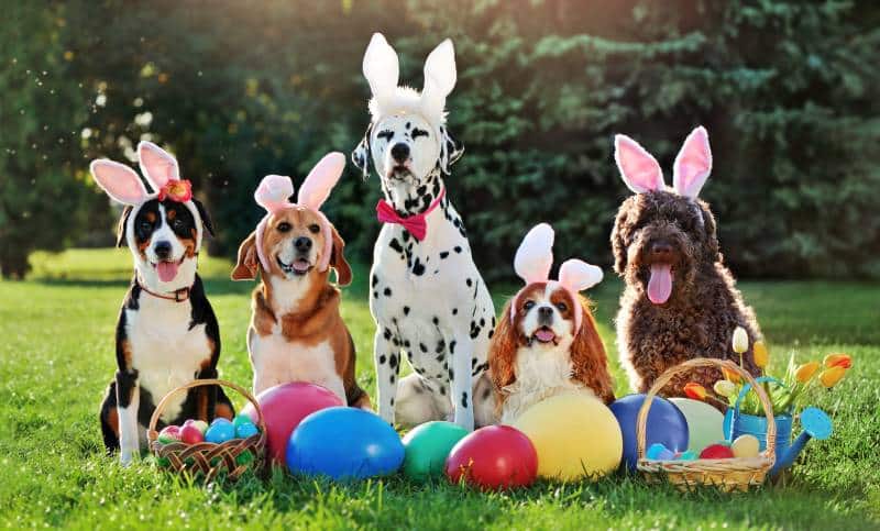 group of dogs with bunny ears headbands at the Easter party
