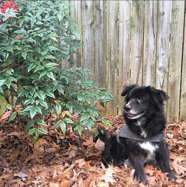 Enjoying our yard. (Photo by Winnie Titchener)