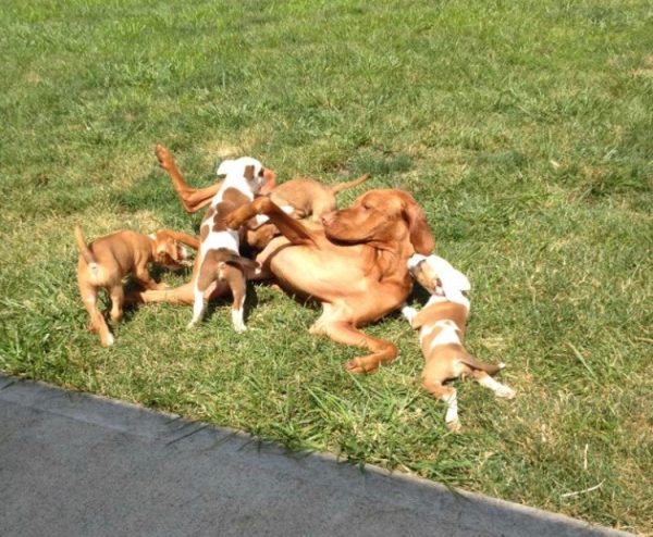 Brigg tolerates and guides some playful foster puppies in the yard.