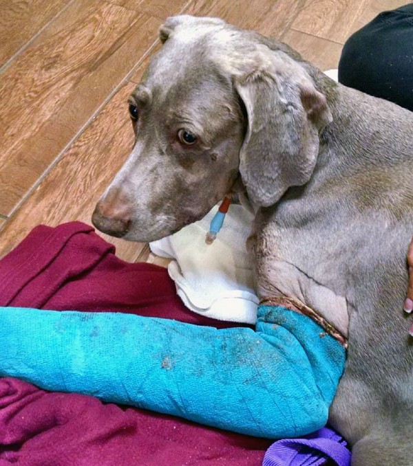 Jasmine with her feeding tube in the Emerald Coast Animal Hospital in Mary Esther, Fla. Photo provided by Schneider family.