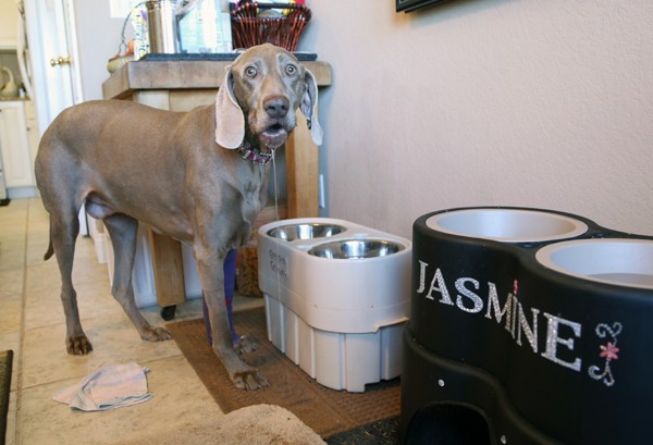 Jasmine and the ever present towels and drool in the Schneider home.