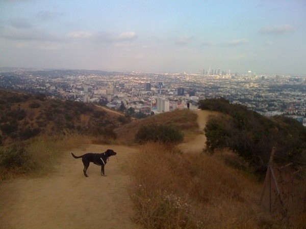 Riggins looks over Hollywood at Runyon (Photo by Wendy Newell)