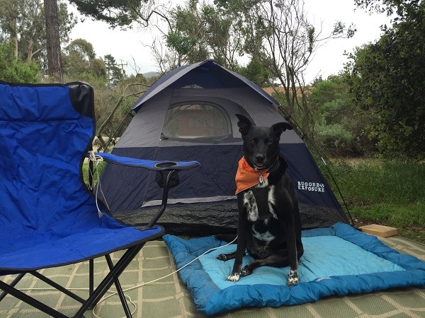 Protecting the camp! (photo by Wendy Newell)