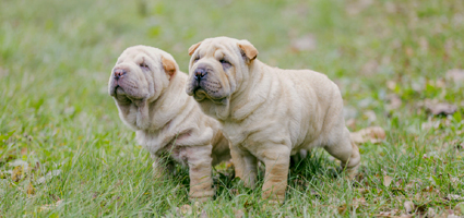 puppy pyoderma treatment