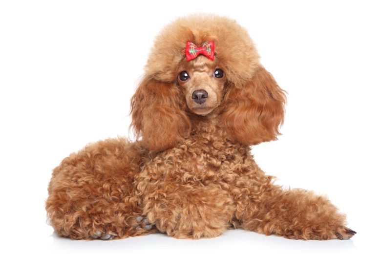 tiny poodle dog