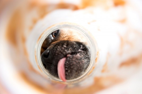 A dog licking a jar of peanut butter.