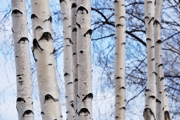 Xylitol-producing birch trees by Shutterstock.