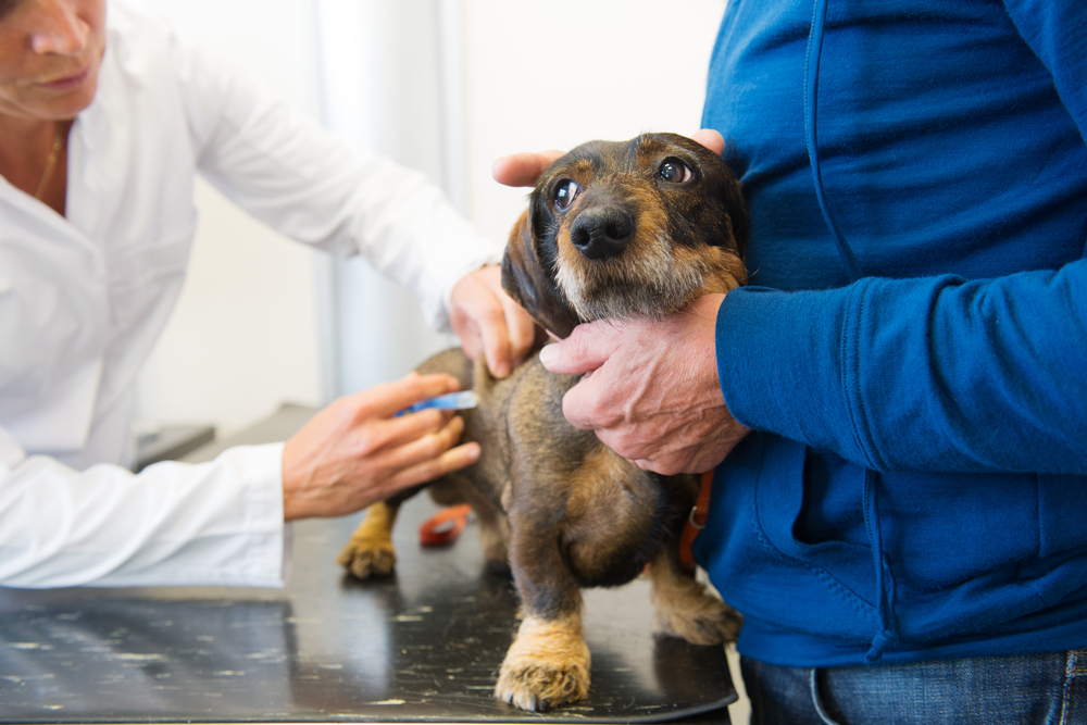 Dog getting vaccinated at the vet by Shutterstock.