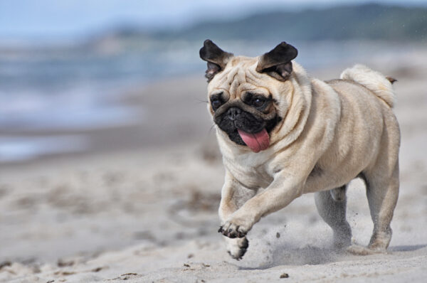 Almond the Pug courtesy of Shutterstock.