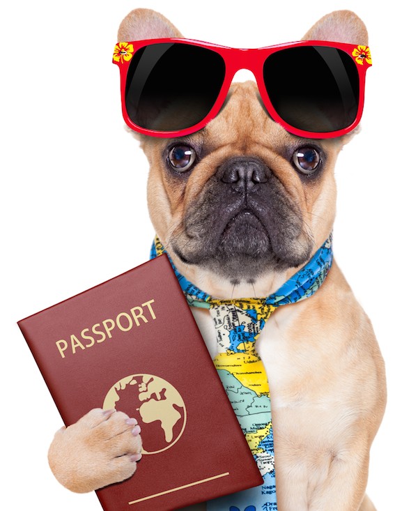 Dog with passport by Shutterstock.
