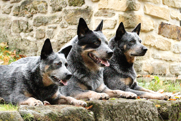 Australian Cattle Dog.