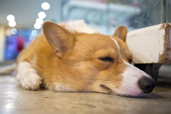 A sleeping Corgi by Shutterstock.