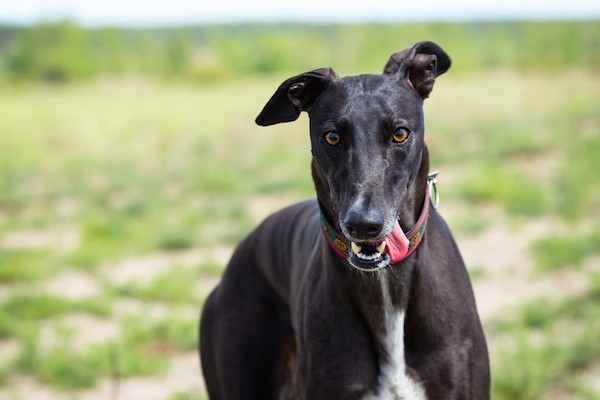 Let’s get on with the news. (Whirlwind the Greyhound by Shutterstock)