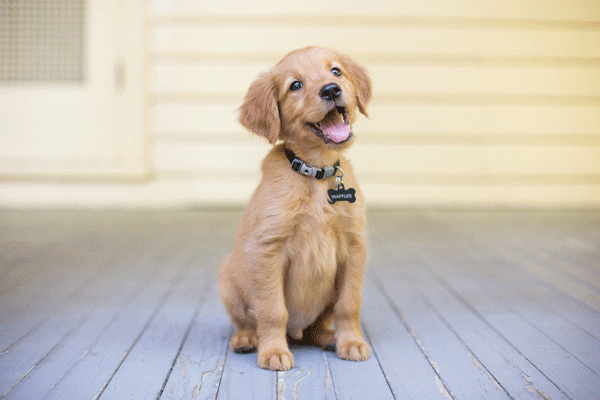 Smiling puppy by Shutterstock.