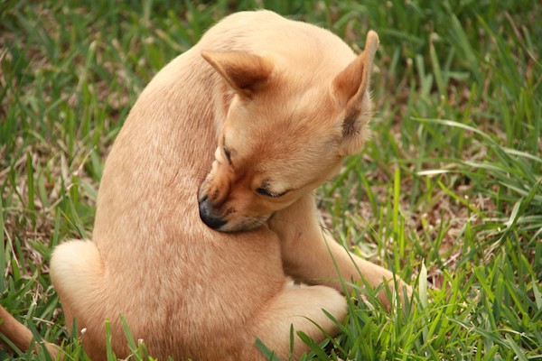 Puppy biting at fleas by Shutterstock.