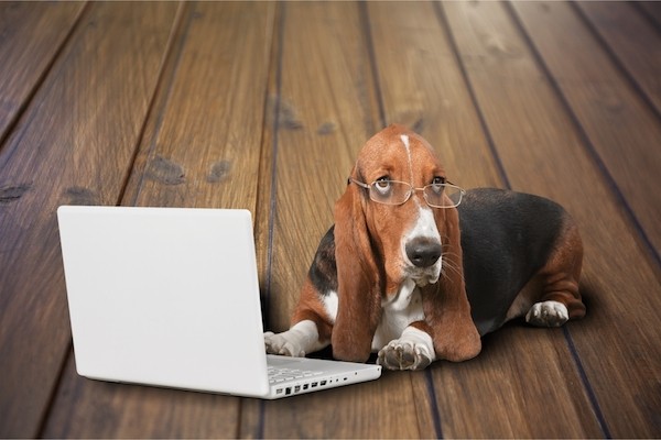Dog with laptop by Shutterstock.