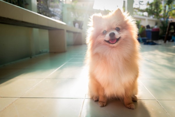 A Smiling Pomeranian.