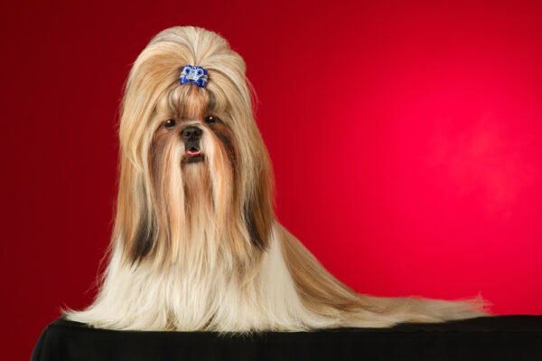 Shih Tzu with blue hairpin courtesy of Shutterstock.