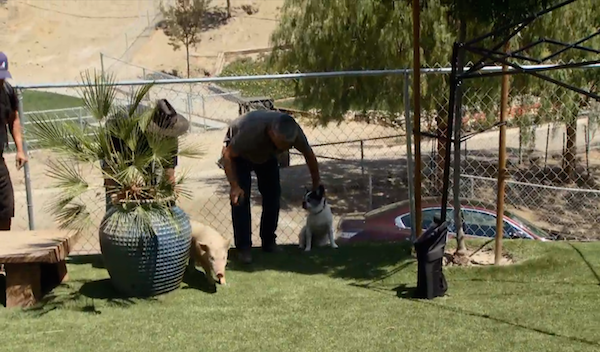 Cesar Millan holding Simon after his first attack of a pig. (Screengrab Cesar 911)