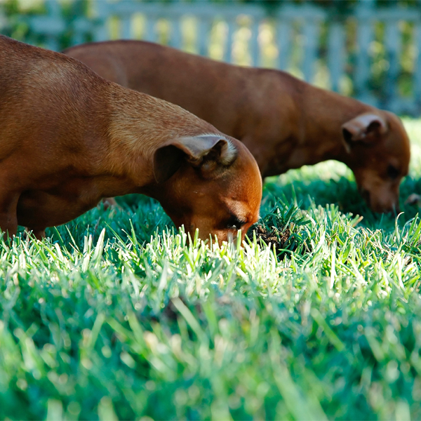 why do dogs eat grass