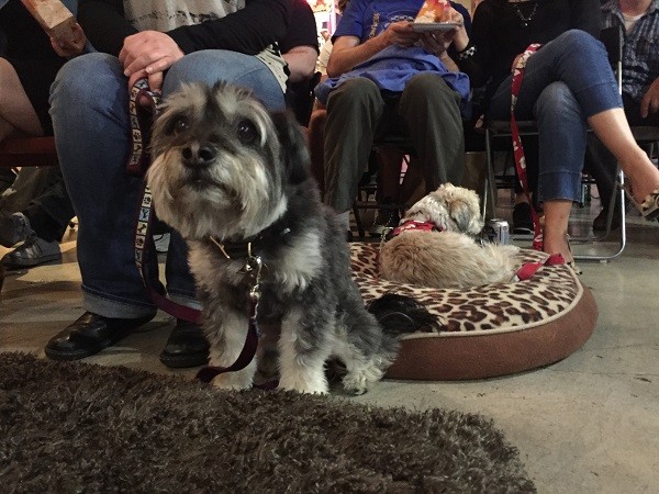 Quincy can't keep his eyes off the comedians! (Photo by Wendy Newell)