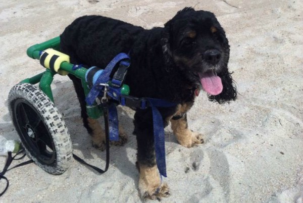 Bandit's physical issues didn't stop him from enjoying life with his new family. (All photos courtesy Bandit's Facebook page)
