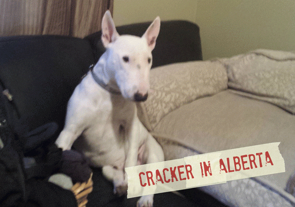 FF_Dogster_AskFrankQuestionPhotos_SleepShame