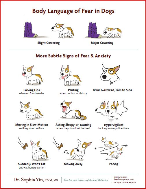 signs of stress in dogs, dog bite prevention